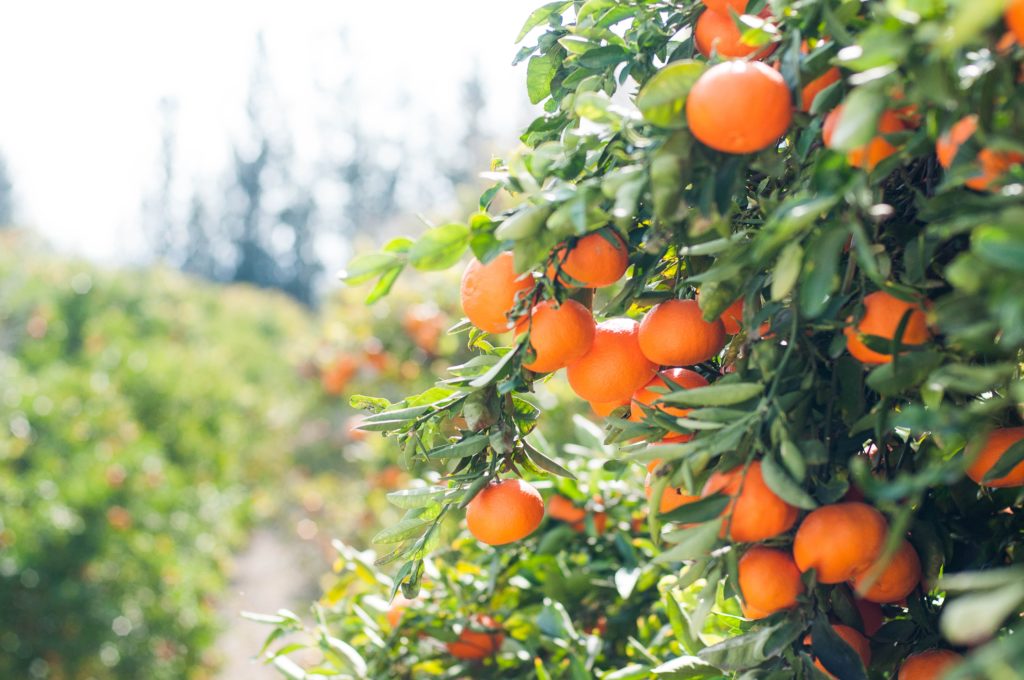 Orange trees in an orchard